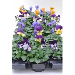 VIOLA CORNUTA-HYBRID