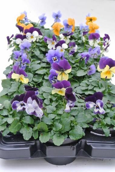 <h4>VIOLA CORNUTA-HYBRID</h4>