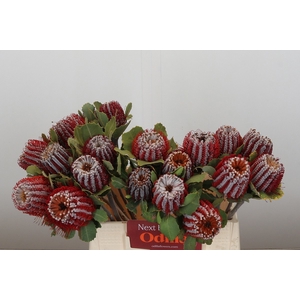 BANKSIA COCCINEA