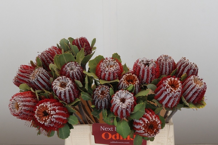 <h4>BANKSIA COCCINEA</h4>
