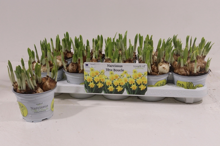 <h4>NARC D TETE BOUCLE</h4>