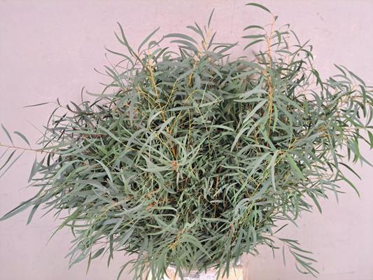 Eucalyptus Nicholii Bs