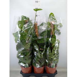 Monstera obliqua 'Monkey Mask'