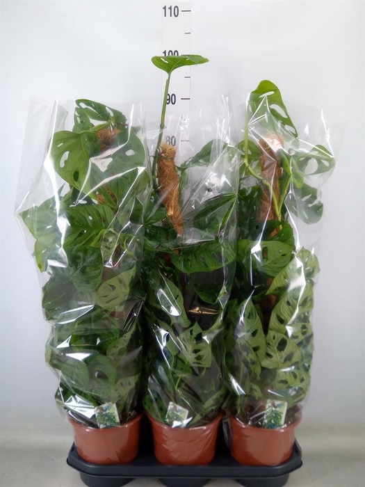 <h4>Monstera obliqua 'Monkey Mask'</h4>