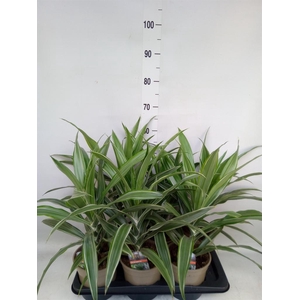 Dracaena fr de 'Warneckei'