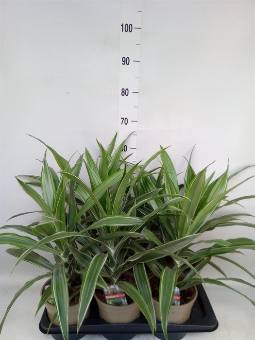 <h4>Dracaena fr de 'Warneckei'</h4>
