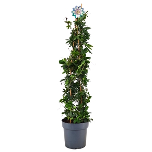 Passiflora Caerulea piramide p21