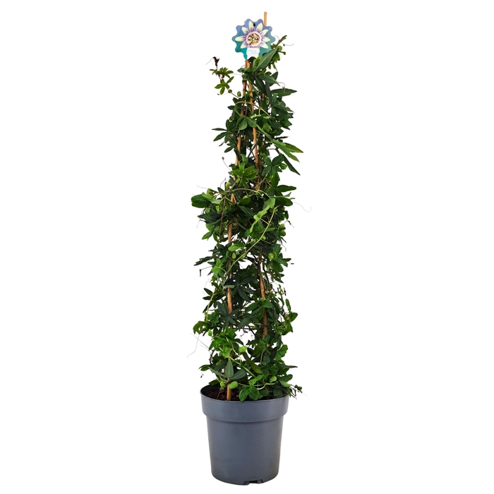 <h4>Passiflora Caerulea piramide p21</h4>