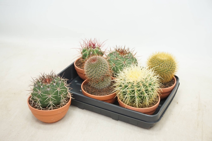 <h4>ECHINOC GRUSONII</h4>