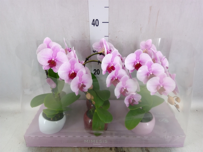 <h4>Phalaenopsis   ...rose</h4>