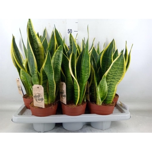 Sansevieria trifa. 'Futura Superba'
