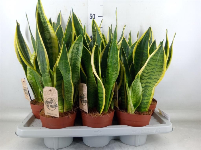 <h4>Sansevieria trifa. 'Futura Superba'</h4>