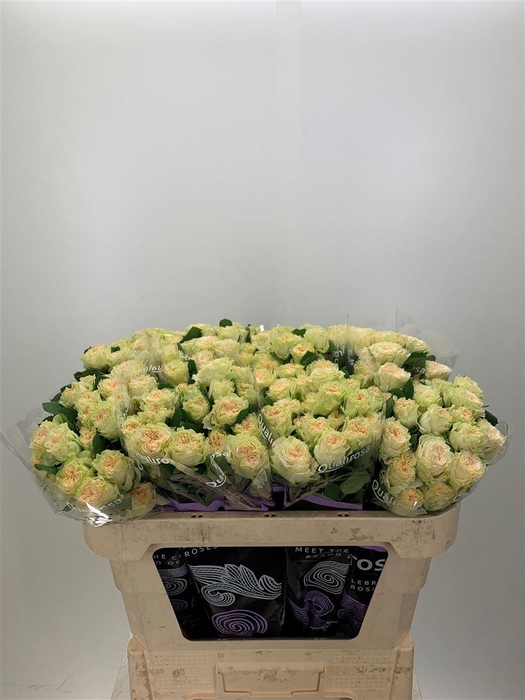 <h4>R Tr Summerrose</h4>