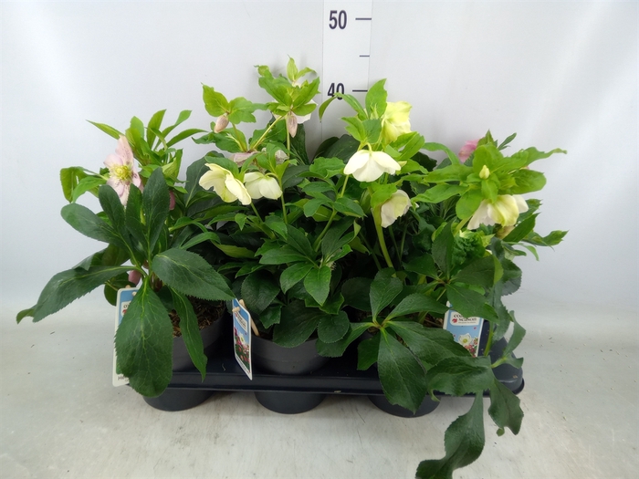 <h4>Helleborus ori.</h4>