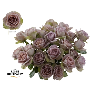 Rosa Ec Amnesia