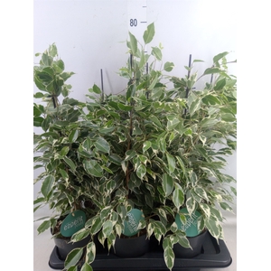 Ficus benja. 'Twilight'