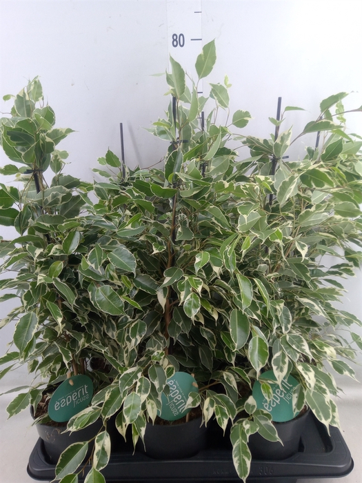 <h4>Ficus benja. 'Twilight'</h4>