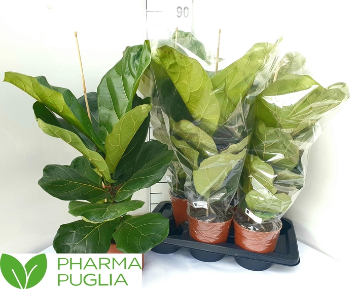 <h4>FICUS LYRATA</h4>