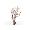 Syringa Branch Extra Etcheverry