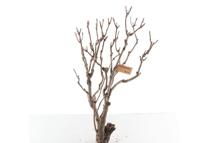 Syringa Branch Extra Etcheverry