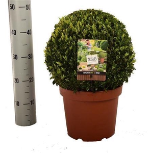 Buxu Sempervirens