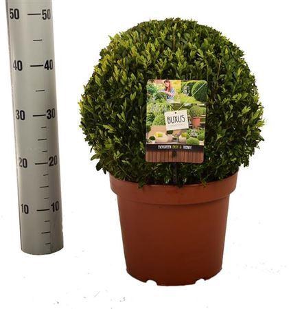 <h4>Buxu Sempervirens</h4>