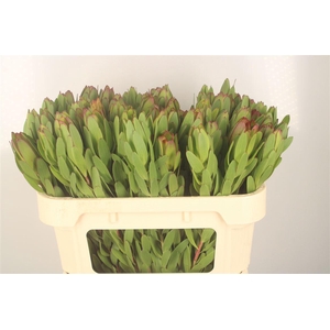 Leucad Saf Goldstrik