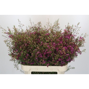 Chamelaucium Rotem