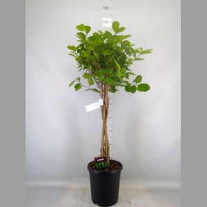 Ficus microcarpa 'Moclame'