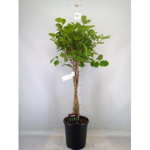Ficus microcarpa 'Moclame'