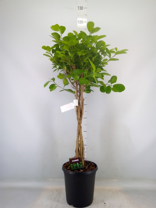 <h4>Ficus microcarpa 'Moclame'</h4>