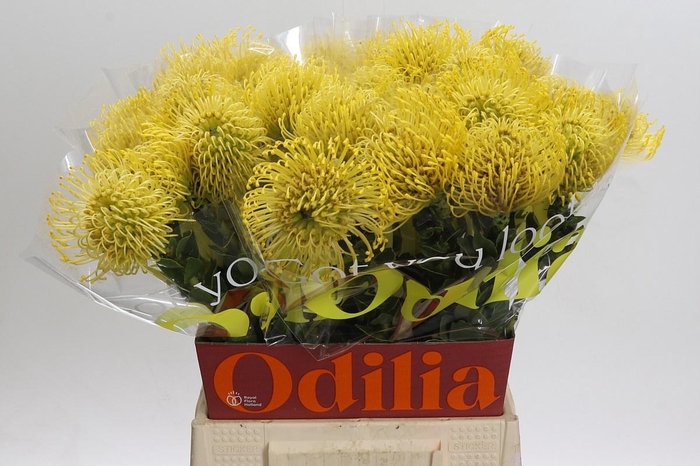 <h4>LEUCO CO HIGH GOLD</h4>