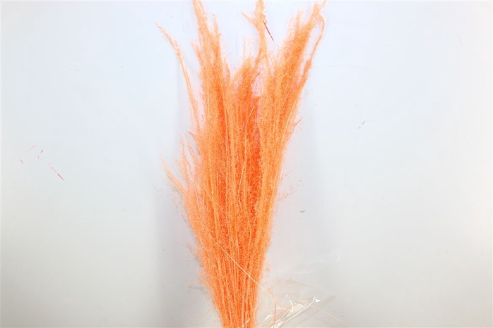 <h4>Dried Agrostis Salmon Bunch</h4>