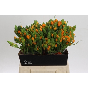 Ornithogalum dubium 'Sunshine'