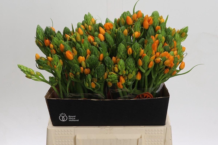 <h4>Ornithogalum dubium 'Sunshine'</h4>