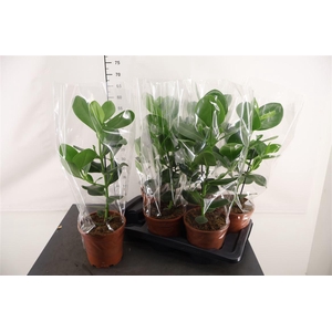 Clusia Rosea Princess 17 Cm. Pot
