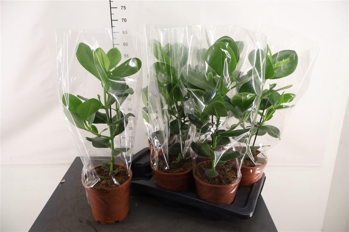 <h4>Clusia Rosea Princess 17 Cm. Pot</h4>
