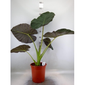 Alocasia  'Regal Shields'