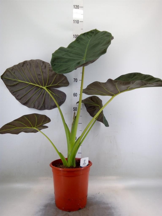 <h4>Alocasia  'Regal Shields'</h4>