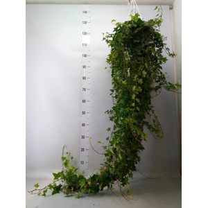 Hedera helix 'Pittsburgh'