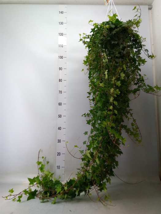 <h4>Hedera helix 'Pittsburgh'</h4>