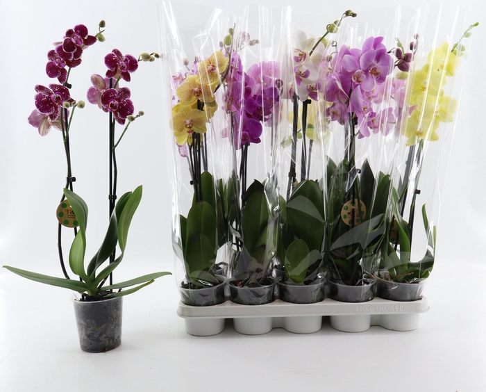 <h4>PHAL GEM 8 KL</h4>