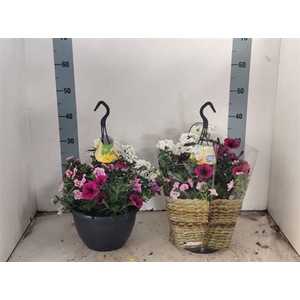 Hanging baskets