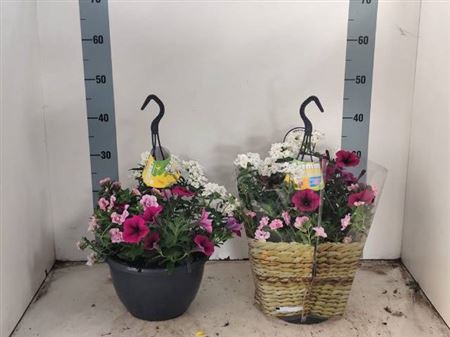 <h4>Hanging baskets</h4>
