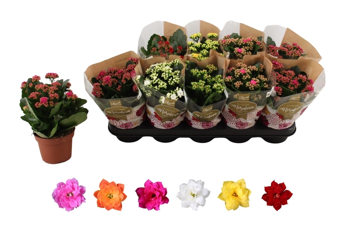 <h4>KAL GE RO GEM 6 KL</h4>