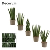 Sansevieria Cylindrica 9 cm Mix (Decorum)