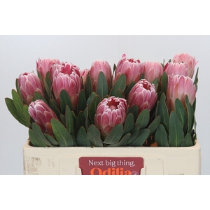 Protea Carnival