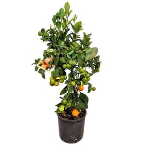 Citrus Calamondin Stem