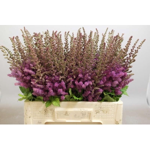 ASTILBE BLACK AND BLUE