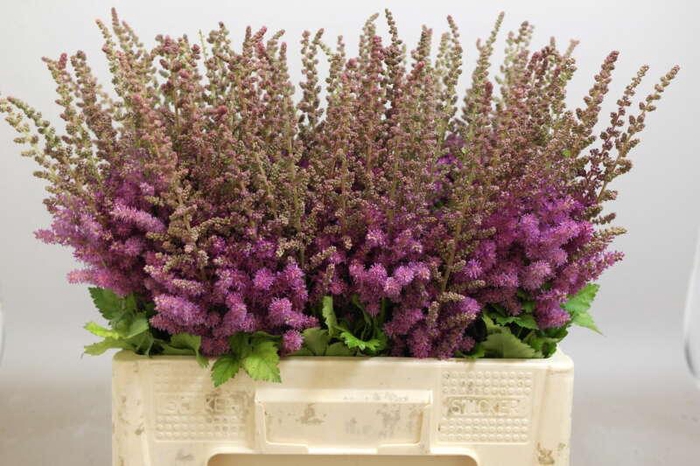 <h4>ASTILBE BLACK AND BLUE</h4>